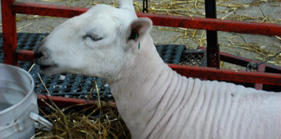 Deep Fried at The Ohio State Fair