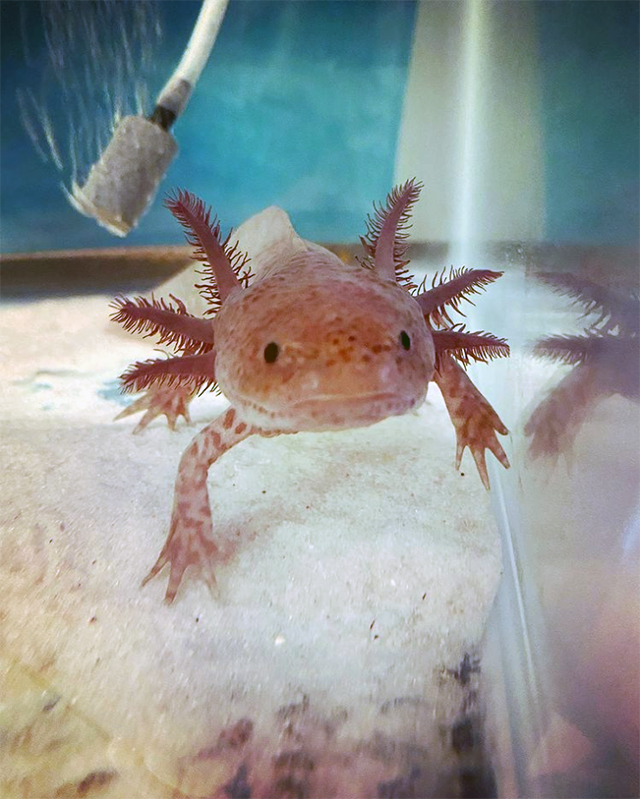 An Interview with a MOST Unusual Pet: Meet Cookie, the Axolotl!